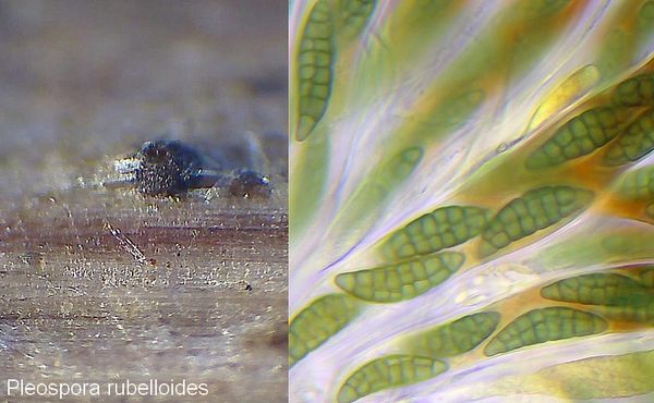  pleospora rubelloides